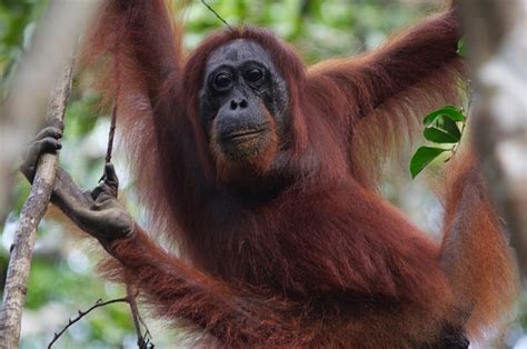 Orangutan Ape Wilderness Wild - Free photo on Pixabay - Pixabay