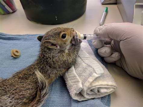 I got to take care of some baby squirrels at my wildlife shelter today! : r/aww