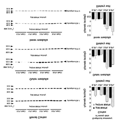 A Series Of In Vitro Kinase Activity Assays Were Performed By