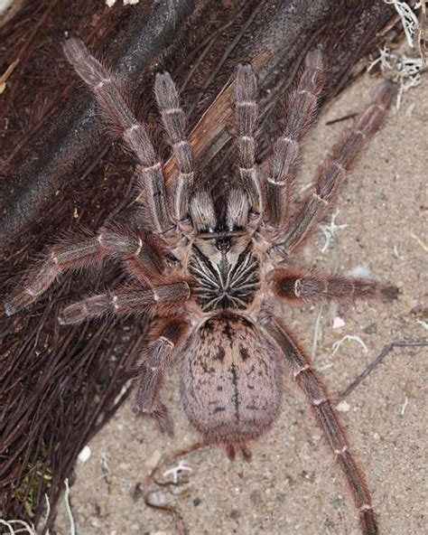 Pterinochilus Murinus Tcf 2cm 1 2 Moult Exotic Spiders