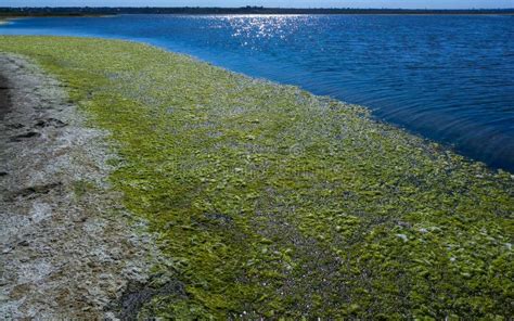 Clusters Of Green Algae Ulva And Enteromorpha In A Lake In The Lower