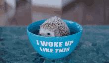 Small Hedgehog - Small GIF - Small Hedgehog Cute Little - Discover & Share GIFs