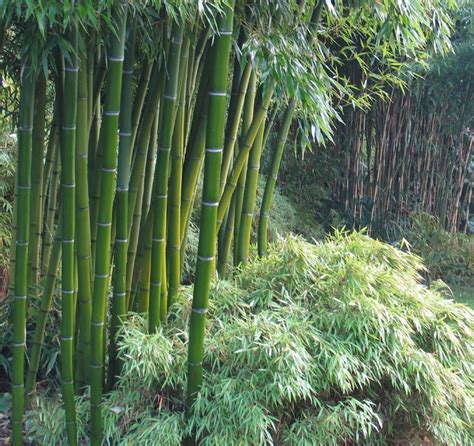 Growing moso bamboo from seed - gilitmuse