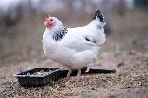Premium Photo | There is a white bird in the garden a bird walks in the ...