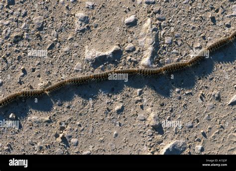 Caterpillars Pine Procession Moth Thaumetopoea Pityocampa Spain Stock