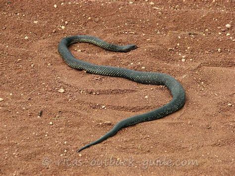 Australian snakes - facts you want to know about snakes in Australia (2022)