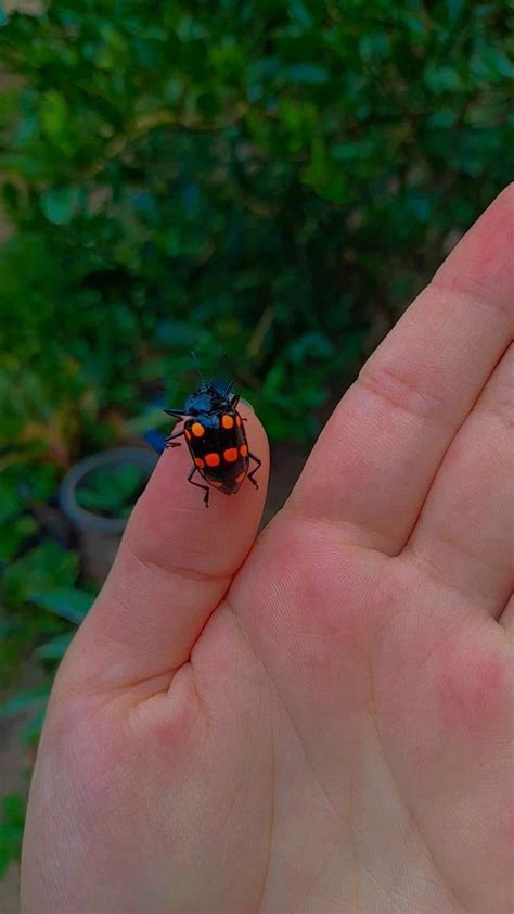 Pin Oleh Lara Di Natureza