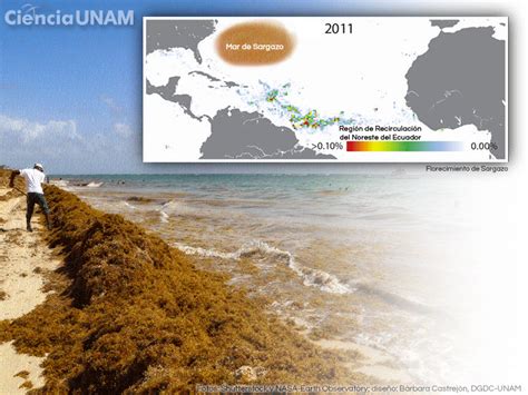 Sargazo En Playas De Quintana Roo Indicador De La Creciente