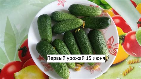 Урожай вас приятно удивит//Семена из Голландии - YouTube