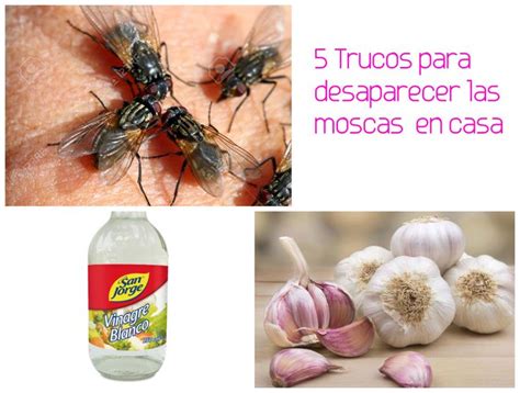 5 Trucos Para Eliminar O Espantar Las Moscas En Casa Repelente Para