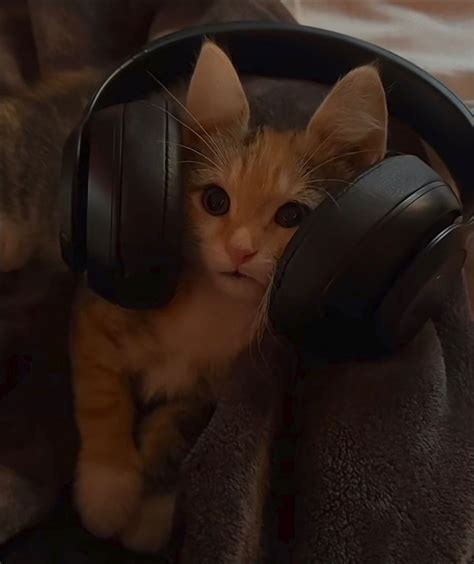 Orange Cat Aesthetic Headphones Cute Babies Headphones Drawing Cat