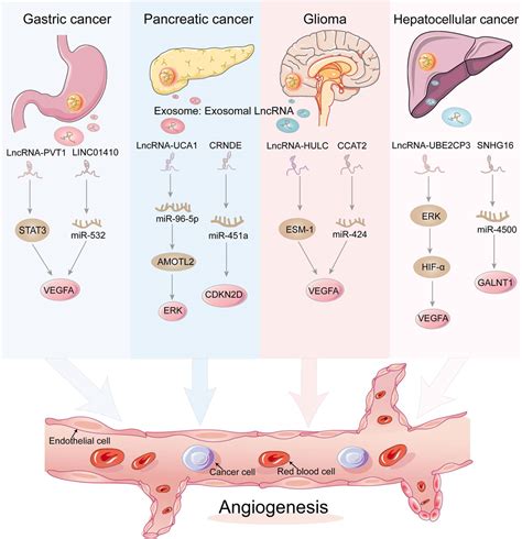 Frontiers Emerging Role Of Exosome Derived Non Coding Rnas In Tumor