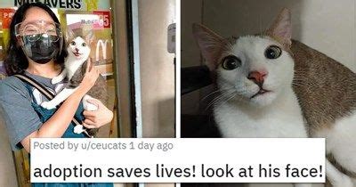 18 Curious Cats Hilariously Bumping Into Cameras In 2022 Curious Cat