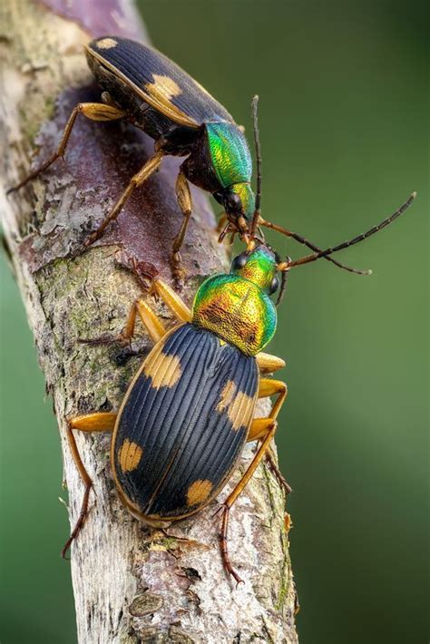 Pin By Aysun On Böcekler Insects Cool Insects Insect Photography