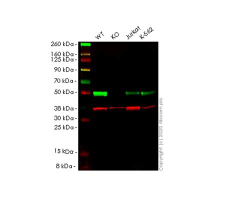 Pre Made Human Srsf Sr Protein Repeat Knockout Hek T Cell Line