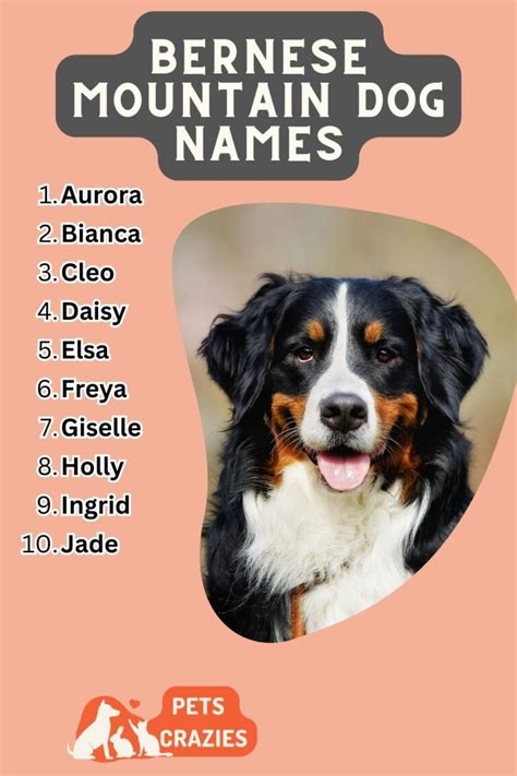 150+ Bernese Mountain Dog Names - Cute And Funny Options