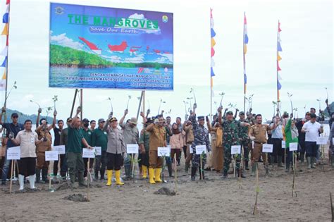 TNI AL Tanam 5000 Bibit Mangorove Di Kawasan Pesisir Pantai Tolitoli