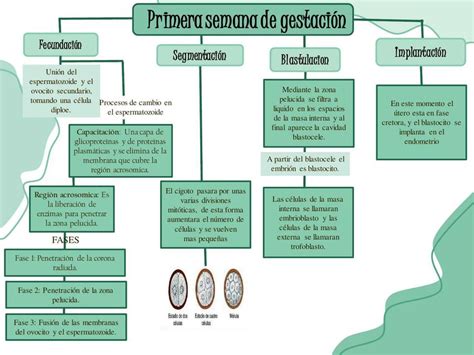 Primera Semana De Gestaci N Nell Carito Sajami Amasifuen Udocz