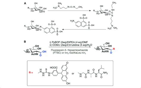 Labeling Scheme Of Lpmo Products A Fluorophore Anda Cross Link To