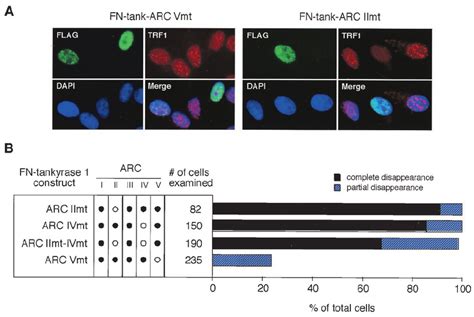 Inactivation Of Arc V Abolishes The Trf1 Releasing Activity Of