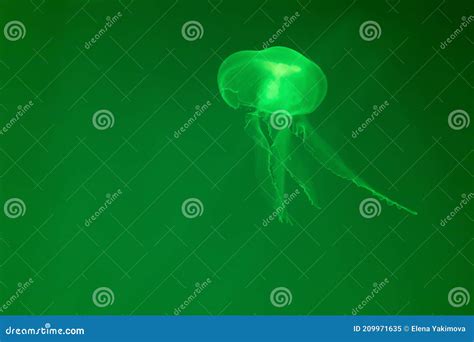 Translucent Moon Jelly Jellyfish Aurelia Aurita In Blue Water Stock