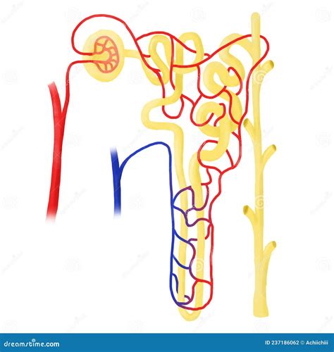 Anatomy Of Nephron In A Body. Stock Photography | CartoonDealer.com ...