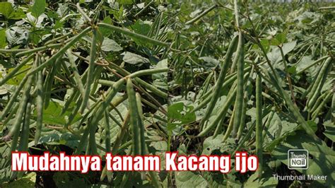 Tanam Kacang Ijo Musim Kemarau Tanpa Bersihkan Lahan Ini Hasilnya