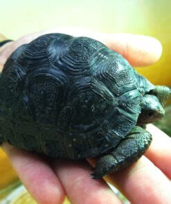 speckled padloper tortoise for sale | speckled cape tortoise for sal