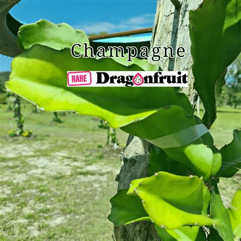 Champagne Dragon Fruit Rare Dragon Fruit