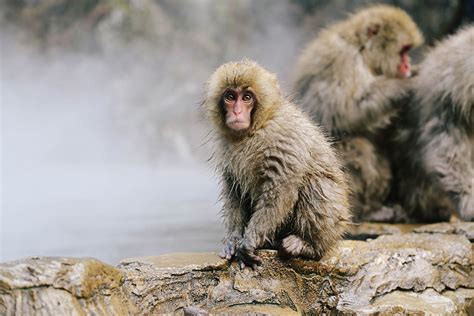 Jigokudani Monkey Park - Someform