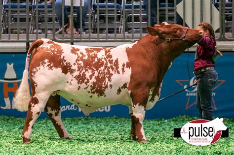 Shorthorn Show Cattle