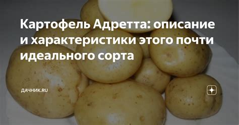 Картофель Адретта: описание и характеристики этого почти идеального ...