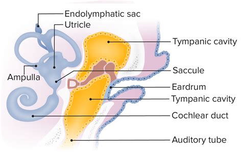 Ear Anatomy Concise Medical Knowledge