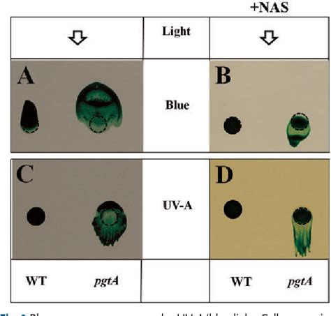 Figure From The Role Of Cyanopterin In Uv Blue Light Signal