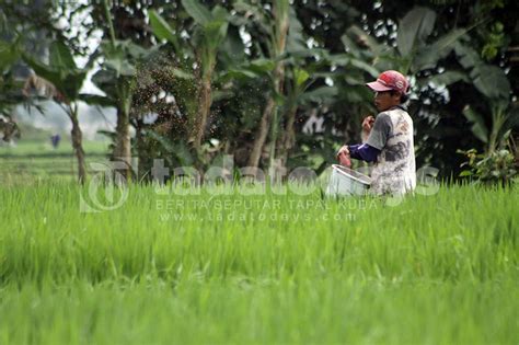 Tadatodays Alokasi Pupuk Subsidi Jatim Ditambah Appi Jember