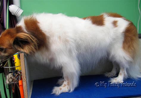 Pet Grooming: The Good, The Bad, & The Furry: Saint Bernard Mix