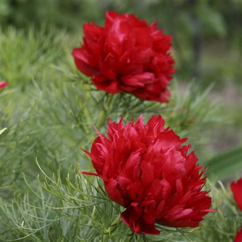Пион тонколистный махровая форма (P. tenuifolia Plena)