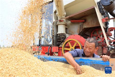 诗意中国丨趁晴割麦收云黄 新华网