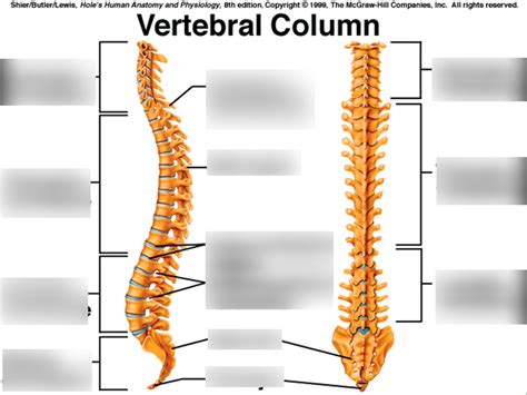 Vertebral Column Bones Diagram Quizlet