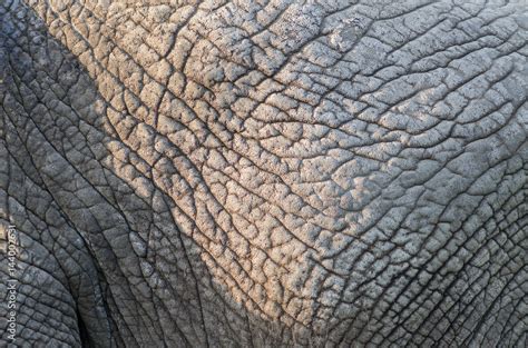 Elephant skin detail texture Stock Photo | Adobe Stock