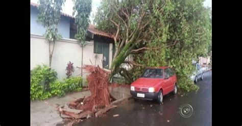 G1 Chuva De 30 Minutos Causa Estragos E Derruba árvores Em Assis