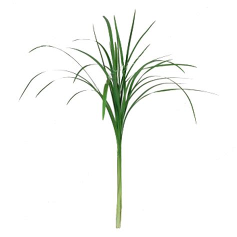 Lily Grass Albuquerque Florist