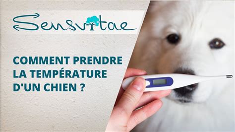 Comment prendre la température d un chien démonstration par une