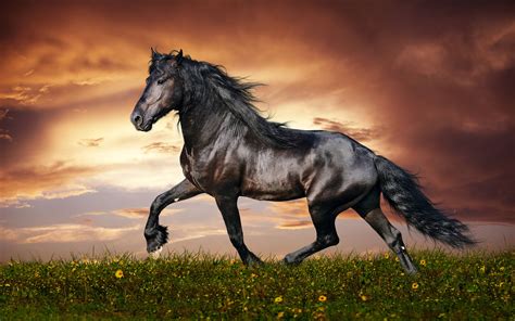 Beautiful Horse Wallpapers - Wallpaper Cave