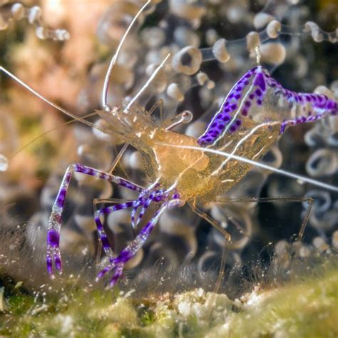 Pederson Cleaner Shrimp Ancylomenes Pedersoni Keys Marine Life Direct