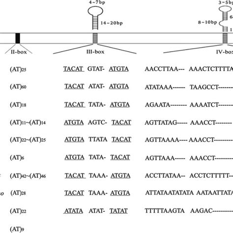 Predicted Secondary Cloverleaf Structure Of The Trnas Yellow