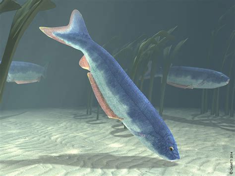 The Term Jawless Fish Could Be Used To Describe