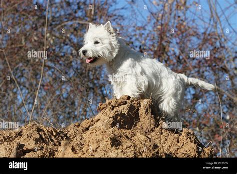 Dog West Highland White Terrier Westie Adult Standing Stock Photo Alamy