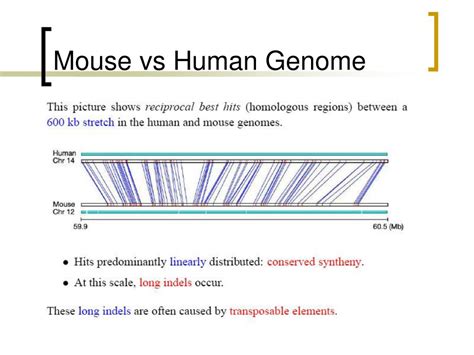 PPT - Transposable Elements PowerPoint Presentation, free download - ID ...