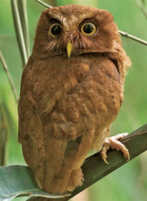 Sri Lankan Endemic Birds: Paduwan Bassa - Serendib Scops Owl (Otus thilohoffmanni)